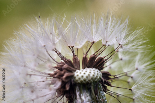 Fototapeta Naklejka Na Ścianę i Meble -  Одуванчик