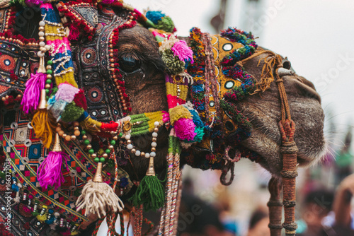 Camel decorated in traditional Rajasthan style photo