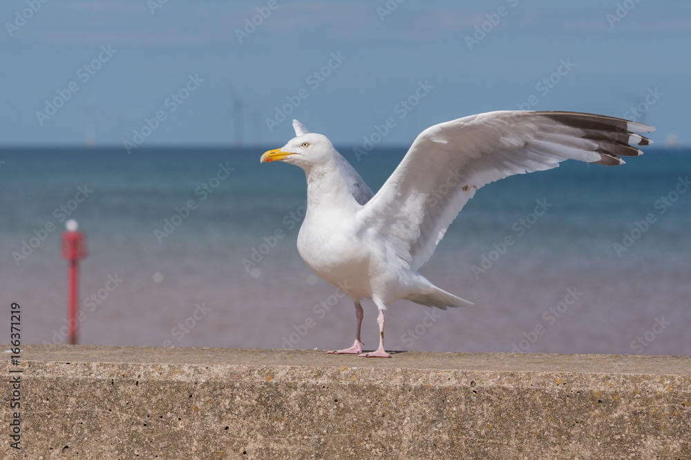 Fototapeta premium Seagull