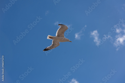 Seagull in flight © David