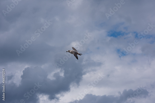 Seagull in flight © David