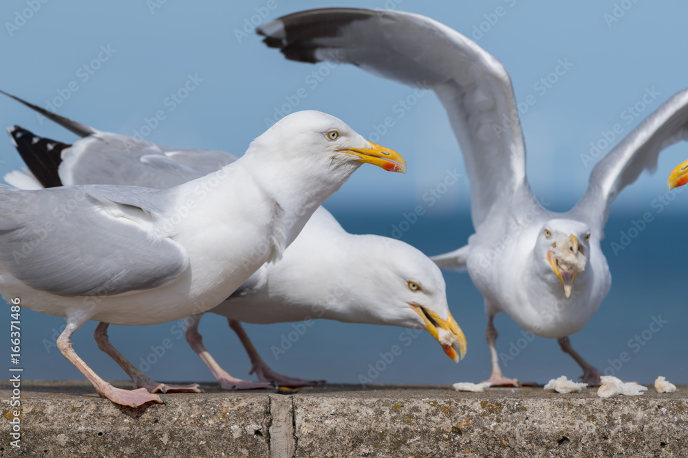Obraz premium Seagull