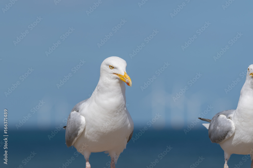 Obraz premium Seagull