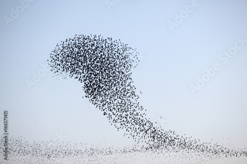 Dance of the starlings photo