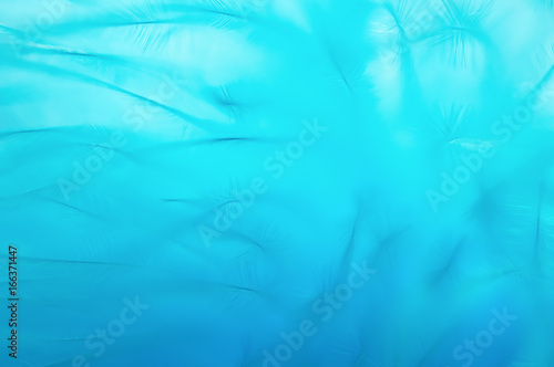 Bird feather close-up of blue color. Macro bird feather background. Artistic and gentle image.