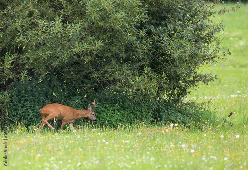 chevreuil photo