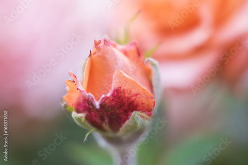 Rosebud, pink beautiful rose,  macro photography, background. © All5