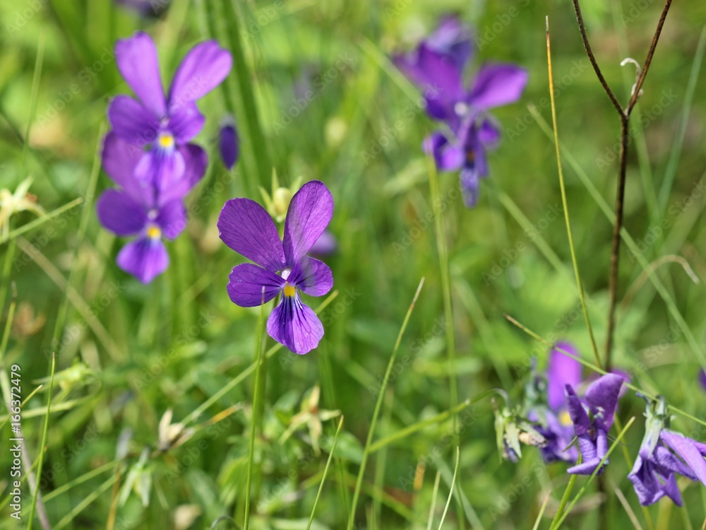 Violettes Galmei-Stiefmütterchen (Viola guestphalica) Violettes Galmei-Stiefmütterchen (Viola guestphalica)