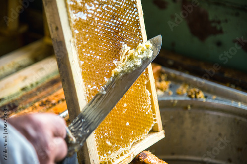 The beekeeper separates the wax from the honeycomb frame. photo