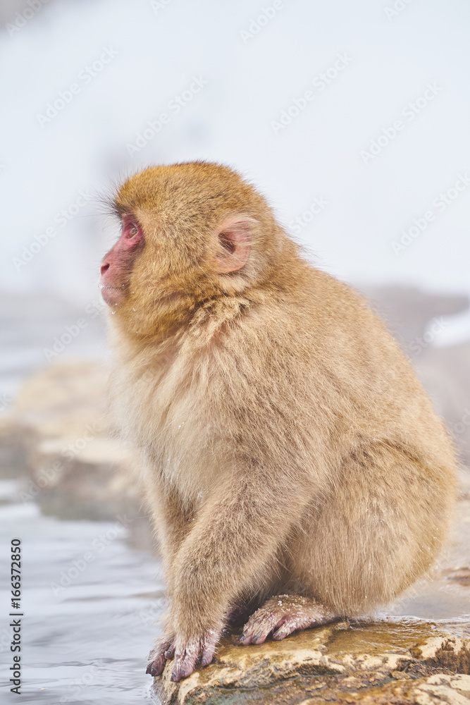 Japanese snow monkeys grooming in hot pool Japanese Macaque, Jigokudani Monkey Park, Nagano, Snow monkey Japanese snow monkeys grooming in hot pool Japanese Macaque, Jigokudani Monkey Park, Nagano, Snow monkey