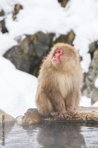 Japanese snow monkeys grooming in hot pool Japanese Macaque, Jigokudani Monkey Park, Nagano, Snow monkey © poonsit