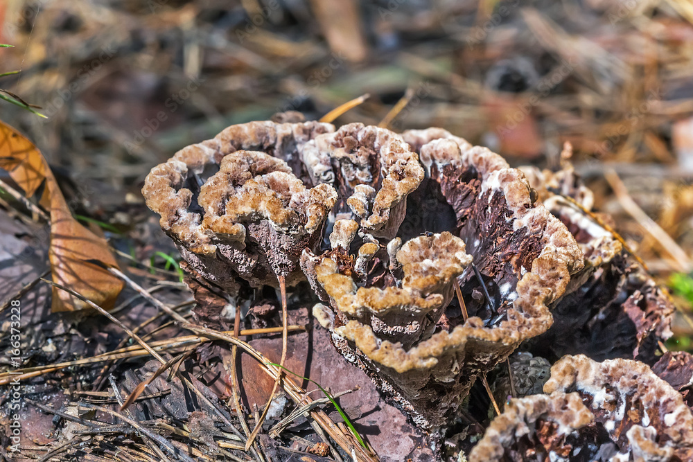 Inedible mushroom Thelephora ground (Thelephora terrestris) Inedible mushroom Thelephora ground (Thelephora terrestris)