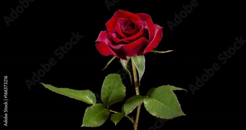 Blooming of red rose flower on black background, 4K timelapse video