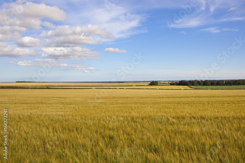 yorkshire wolds barley fields