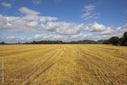 harvested wheat field