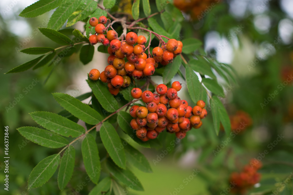 Fototapeta premium A bunch of rowan berries on a blurred background close