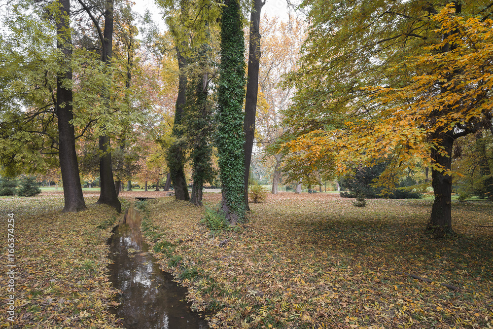 Fototapeta premium Park with trees and small creek in the fall and foliage