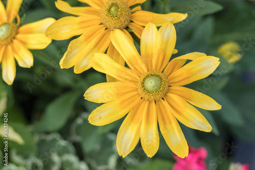 Yellow Flower