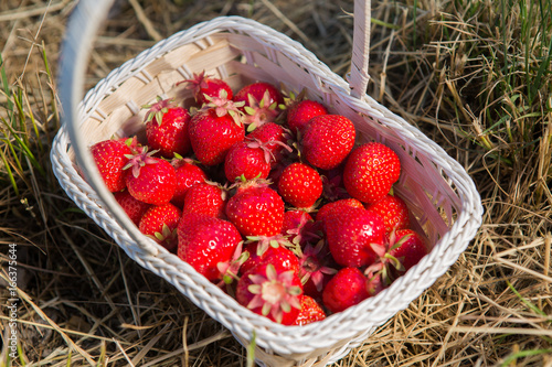 Wicker basket with red ripe strawberries on a background of yellow hay or yellow grass photo