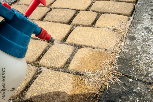 cutting out weeds / Man removes weeds from the lawn 