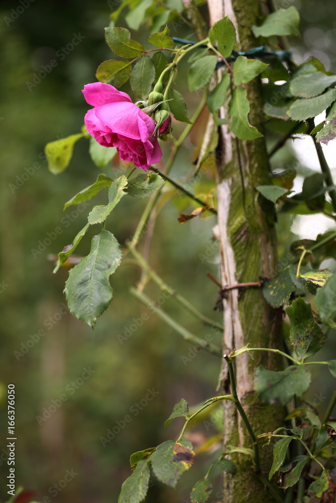 Kletterrose wildromantisch Kletterrose wildromantisch