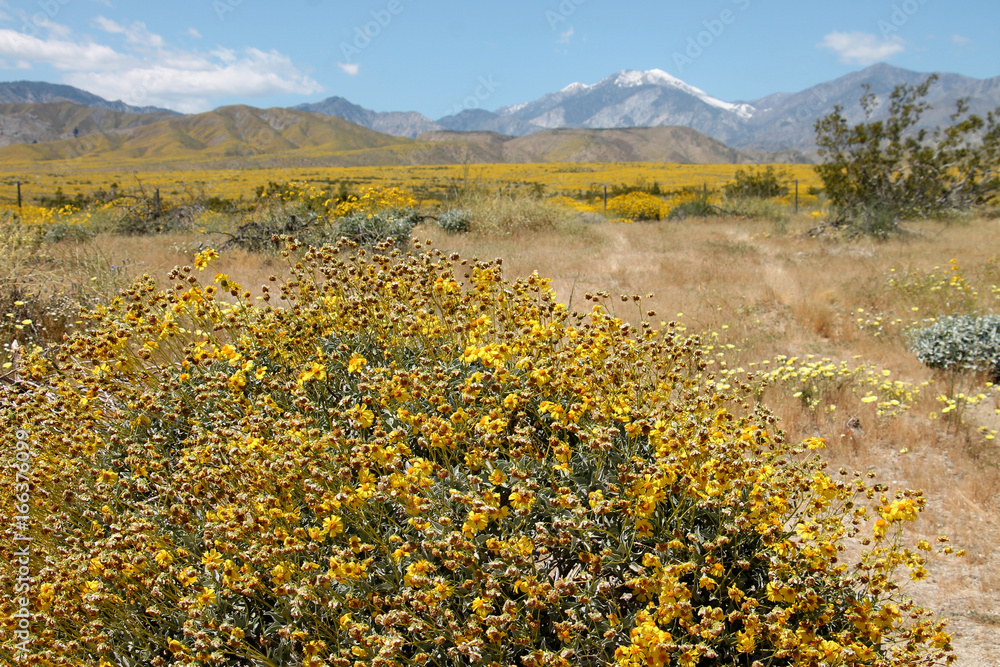 Mountain landscape with field of yellow, blooming wildflowers in the forefround