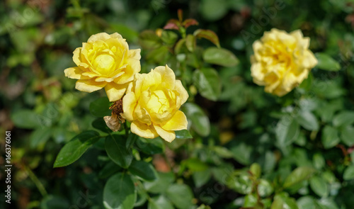 Rosen im Rosengarten
