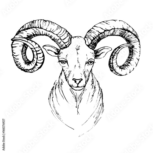 Sketch by pen head of a mountain goat with swirling horns