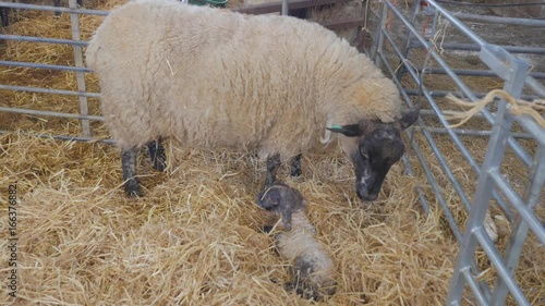 Mother ewe sheep licks her baby lamb to help form that bond between mother and child