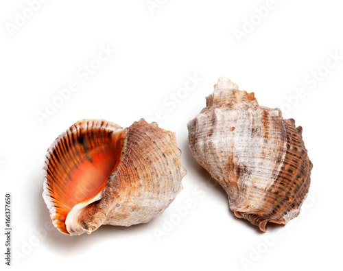 Two shells from rapana venosa