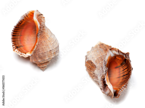 Two empty shells from rapana venosa
