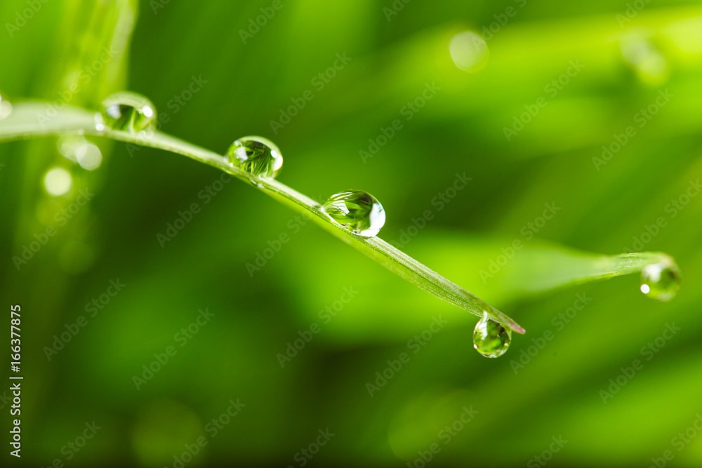 water drops on the green grass water drops on the green grass