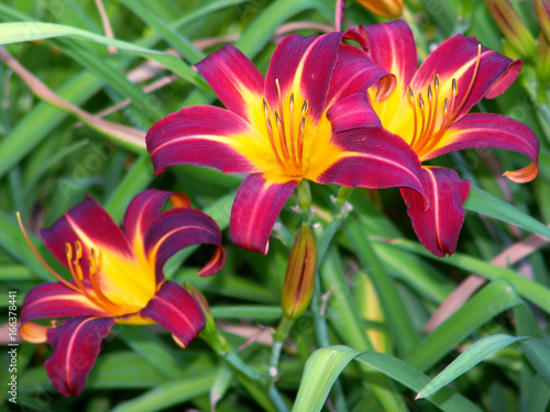  lily, flower,  garden, nature, closeup, beautiful, background, blossom, petal, lilies, beauty, plant, red, bloom, blooming, green, summer, natural, fresh, flowers, floral, outdoor, pink, flora,