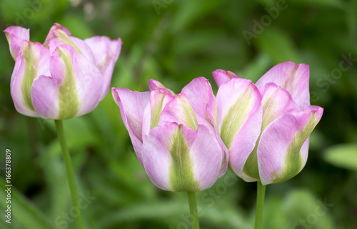 Tulpen (Tulpia)