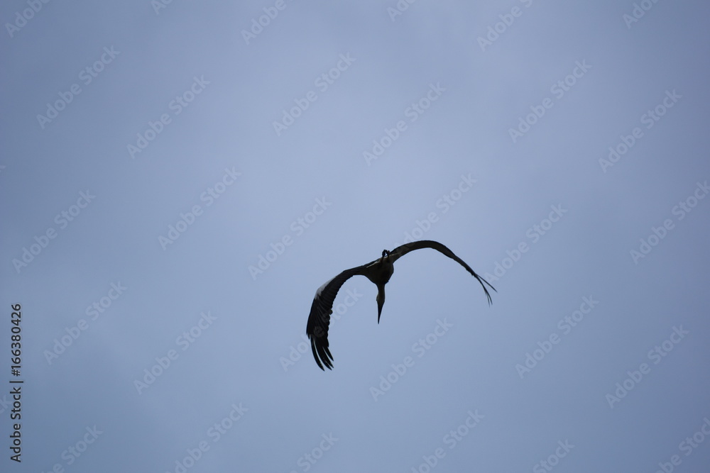 Storch beim Fliegen
