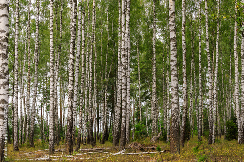 Fototapeta Naklejka Na Ścianę i Meble -  Birch forest trees