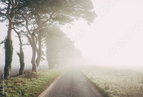 Morning light over a tree lined remote counrty road in fog. photo