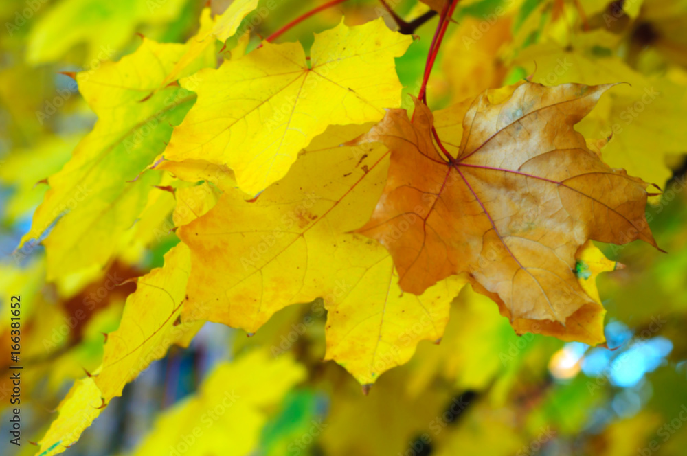 blurred background. From the dry yellow autumn leaves blurred background. From the dry yellow autumn leaves
