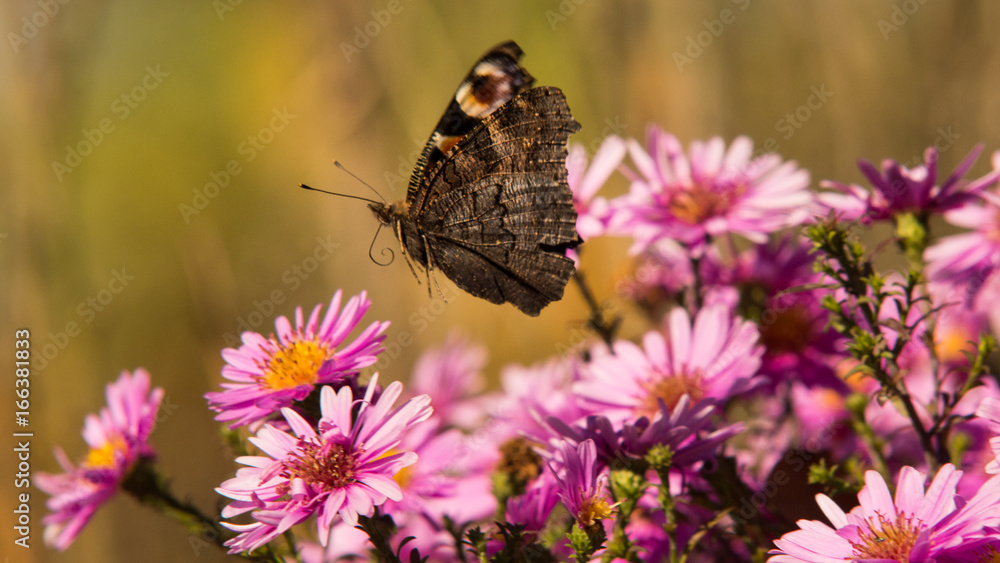 motyl w locie