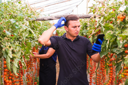 Mother and son with tablet check online orders of harvest of cherry tomato in greenhouse family business photo