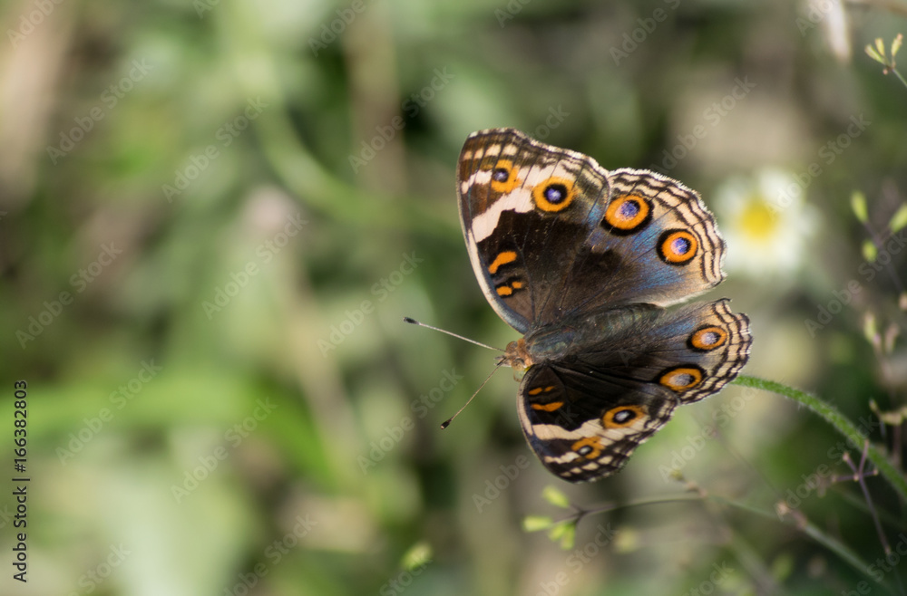 Schmetterling Schmetterling