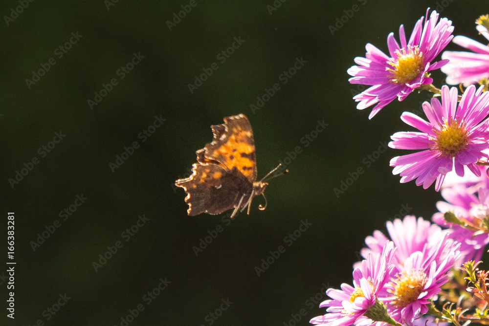 motyl w locie