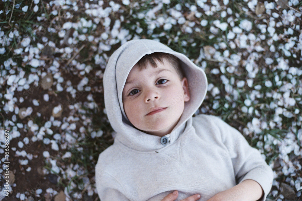 Boy in a sea of cherry blossoms Boy in a sea of cherry blossoms