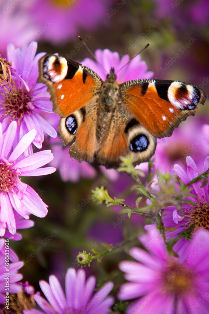 motyl na kwiatku