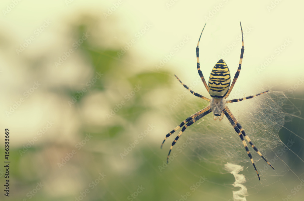 Black and yellow striped spider on the web. Black and yellow striped spider on the web.