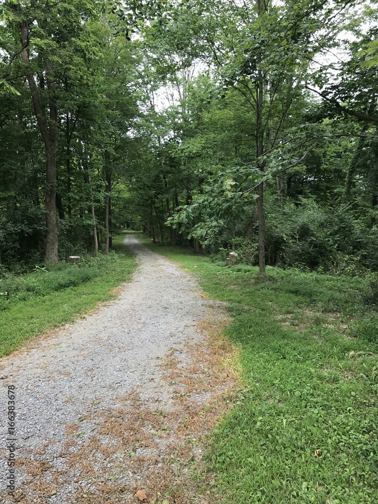 Obraz premium Forest