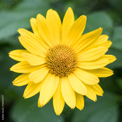 yellow flower isolated  