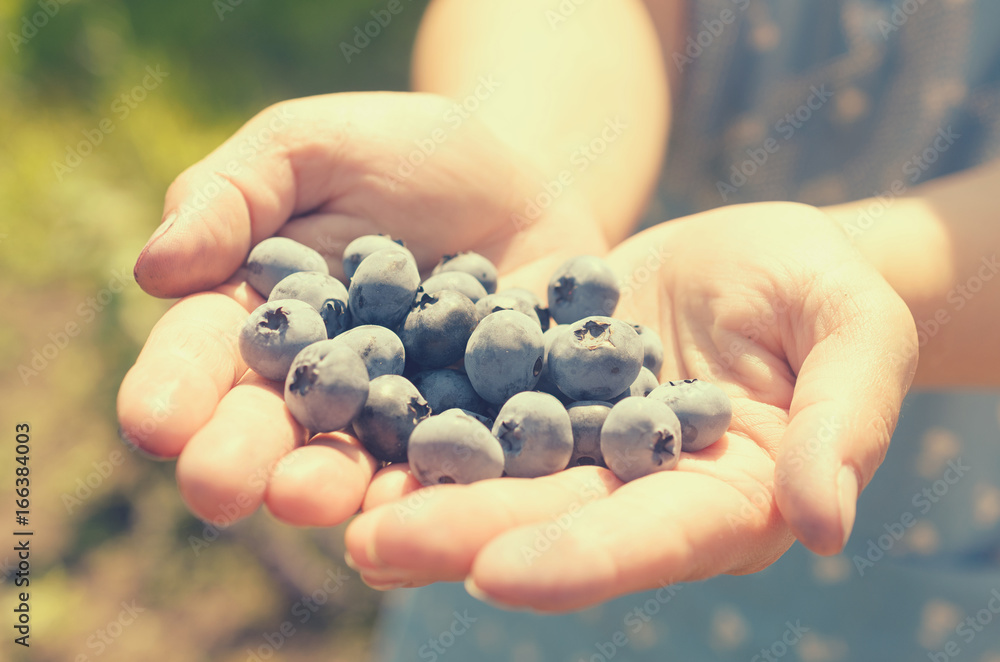 A handful of blue blueberries in female hands. A handful of blue blueberries in female hands.