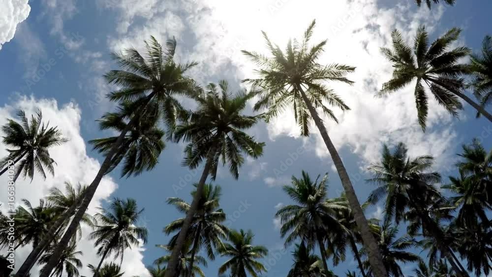 Time lapse . The bottom view on palm trees against the background of blue solar the sky with moving white clouds Time lapse . The bottom view on palm trees against the background of blue solar the sky with moving white clouds