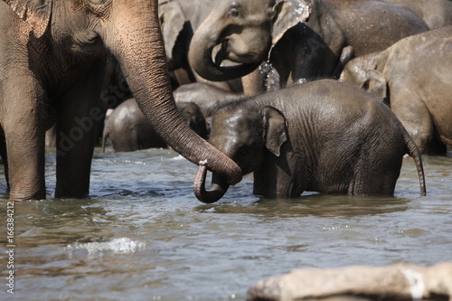 Sri Lankan Asian Elephants